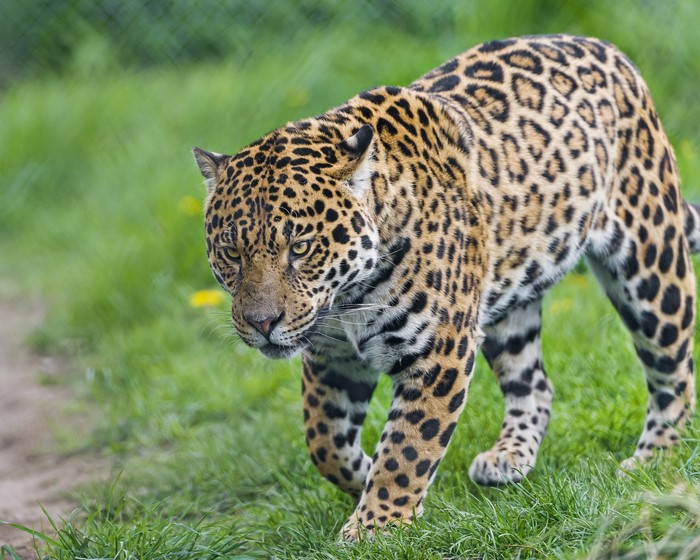 Jaguar walking on grass