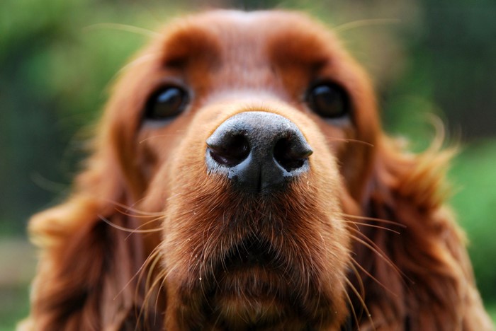Close-up of an Irish Setter's snout