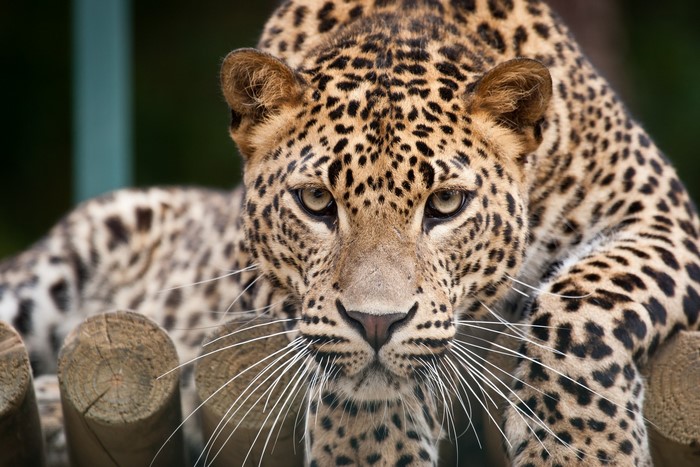 Close-up of a leopard's face with intense gaze