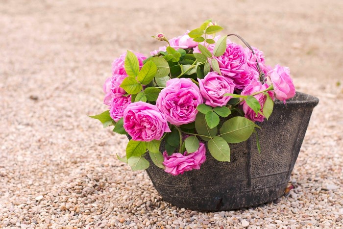 Pink roses in a dark bucket on stones