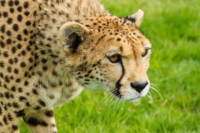 Cheetah with spotted fur in green grass