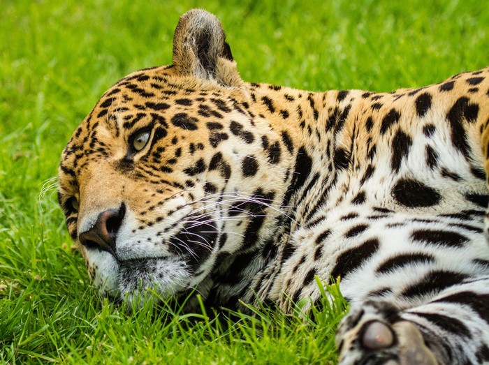 Jaguar lying in green grass
