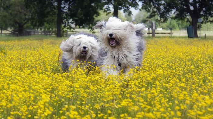 Two Old English Sheepdogs running in a field of yellow flowers