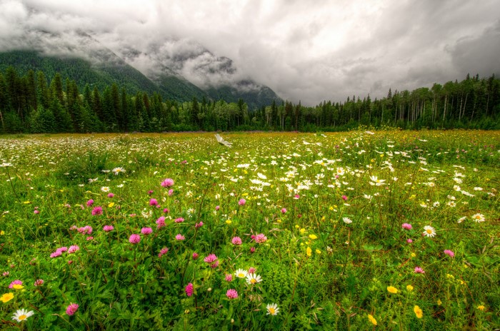Meadow with wildflowers and mountains in Robson Provincial Park, Canada