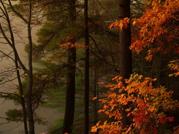Autumn forest with colorful leaves and tall trees