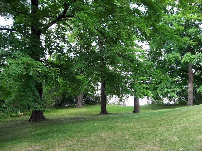 Trees on a grassy hill in South Wales, United Kingdom