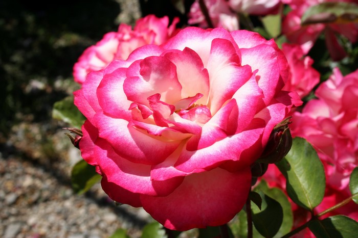 Close-up of a pink and white rose