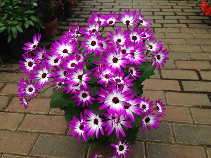 Purple and white Cineraria flowers in a pot