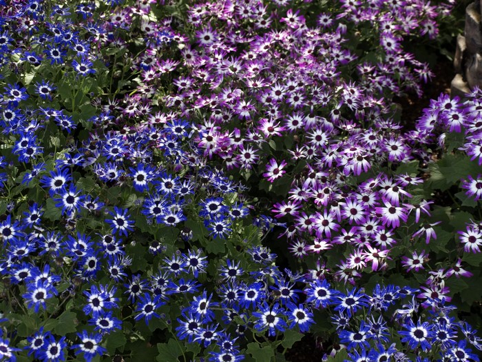 Blue and purple Cineraria flowers in a garden