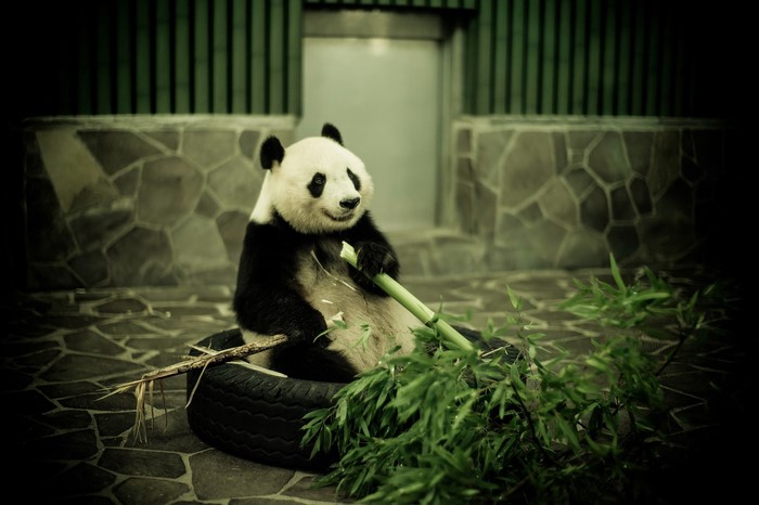 Panda eating bamboo in a tire