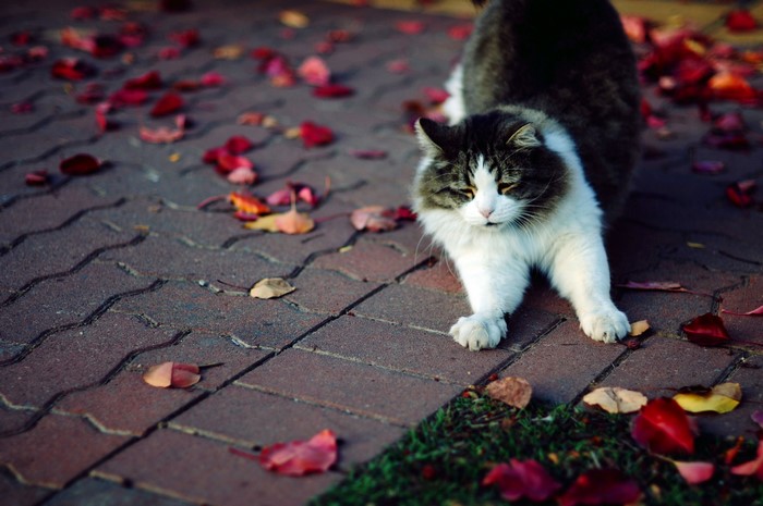 Cat stretching on a brick path with fallen leaves