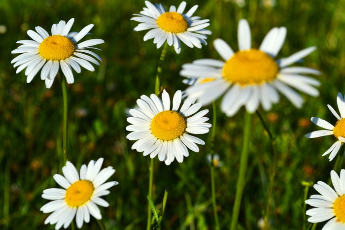 4K Camomiles Closeup
