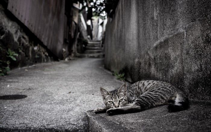 Cat lying on a concrete path in an alley