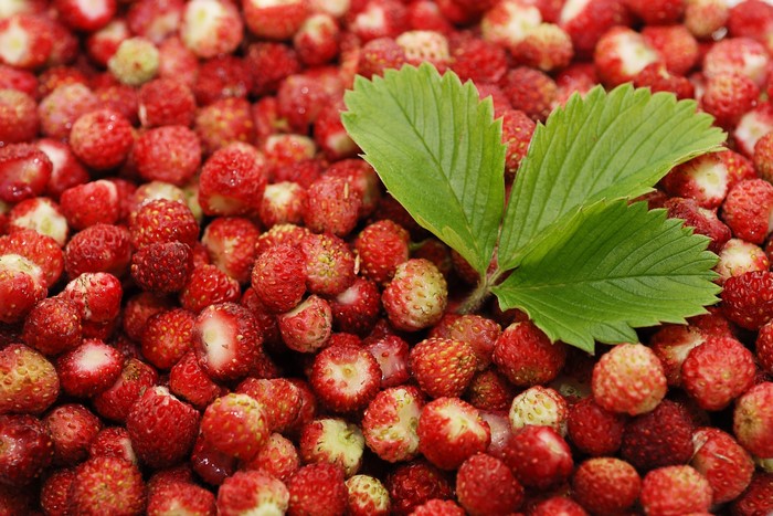 Wild Strawberries with Green Leaves