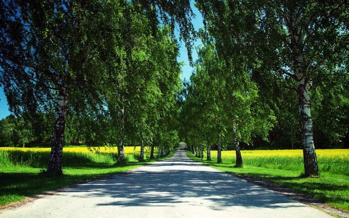 Road lined with birch trees and yellow flowers