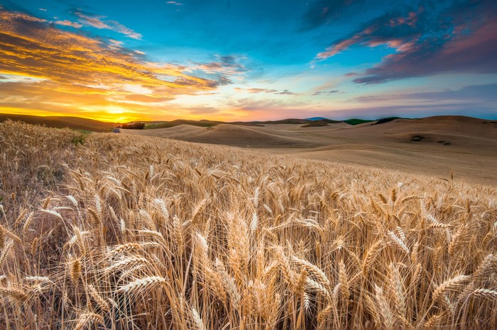 Golden Wheat Field at Sunset 4K
