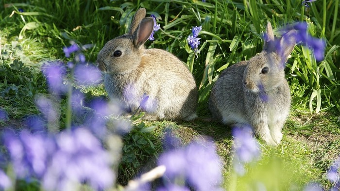 Two young rabbits sitting in bluebells