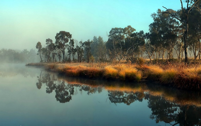 Misty riverbank with trees and reflections
