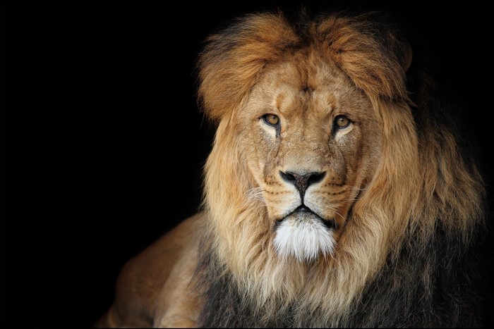 Lion with a dark background