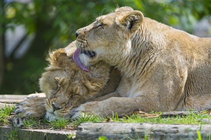 Two lions grooming each other on a wooden platform