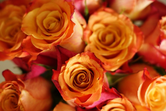 Close-up of orange and pink roses