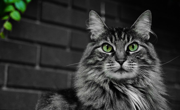 Close-up of a tabby cat with green eyes