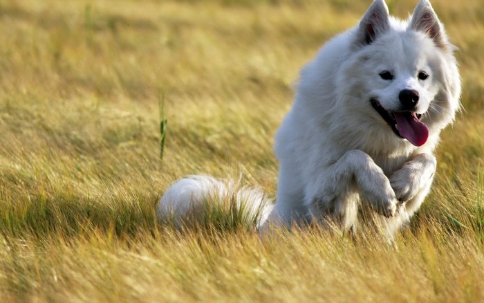 Joyful Samoyed Dog Running Through Grass