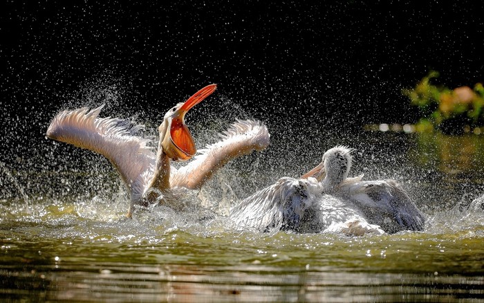 Two pelicans splashing in water