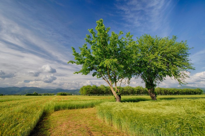 Green fields and trees under a blue sky in Italy