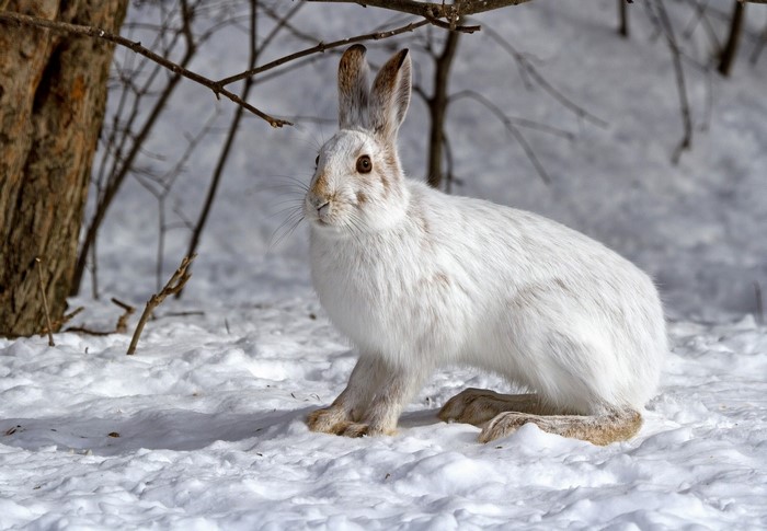 White hare in the snow
