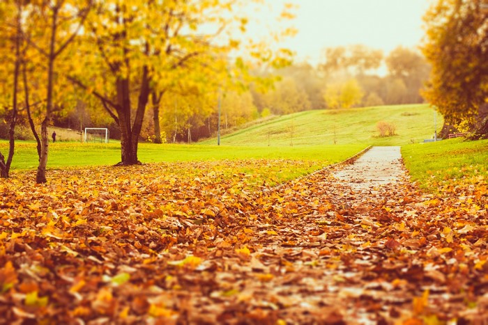 Autumn park with fallen leaves and a path