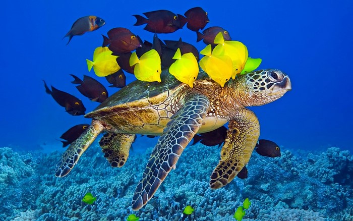 Sea turtle swimming with yellow and dark fish