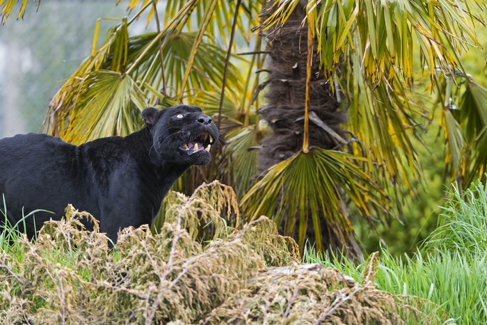 Black panther in front of palm trees