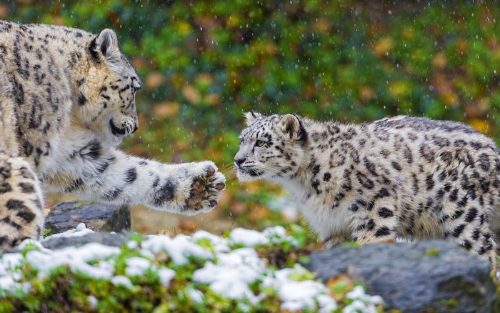 Two snow leopards interacting in the snow