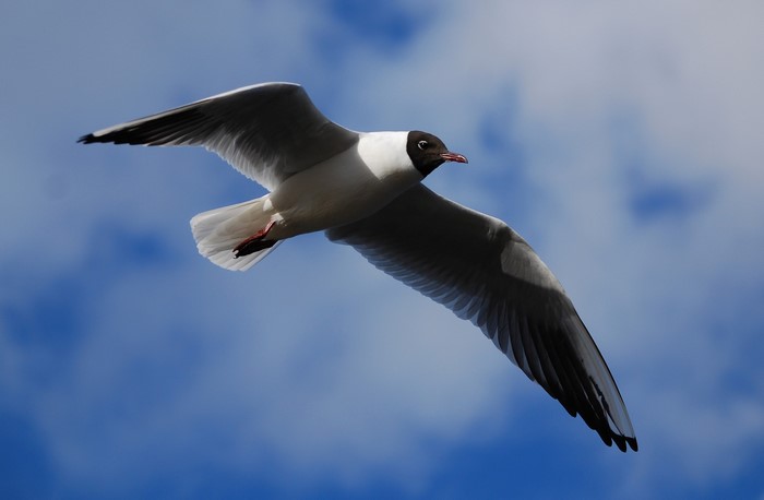 A black-headed gull in flight against a blue sky
