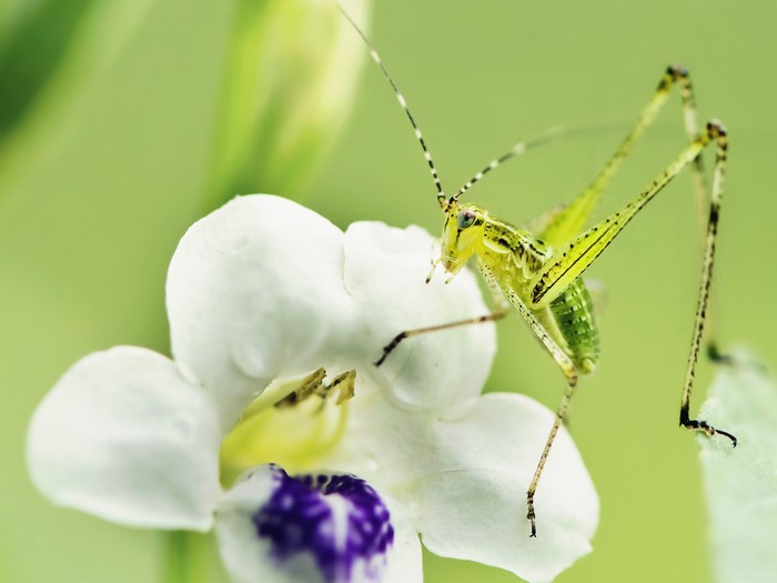 Green grasshopper on a white flower