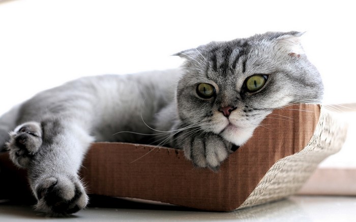 Scottish Fold cat resting in a cardboard box