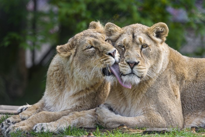 Two lions grooming each other