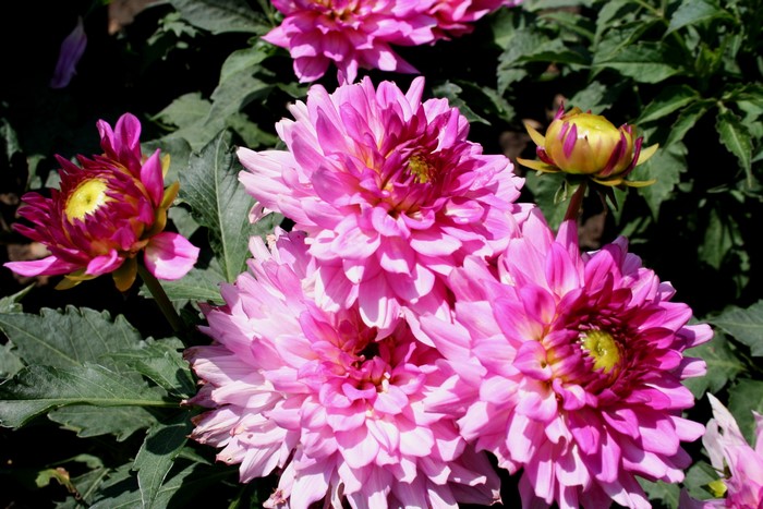Pink Dahlias in Bloom