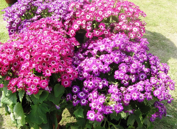 Bushes of pink and purple Cineraria flowers