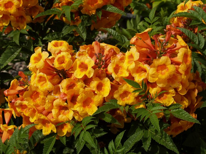 Yellow Trumpet Flowers