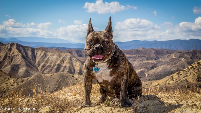 Brindle French Bulldog sitting on a hill