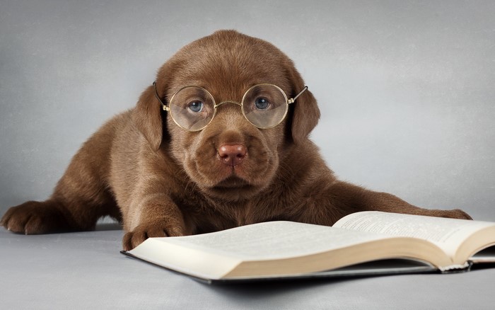 Chocolate Labrador puppy wearing glasses reading a book