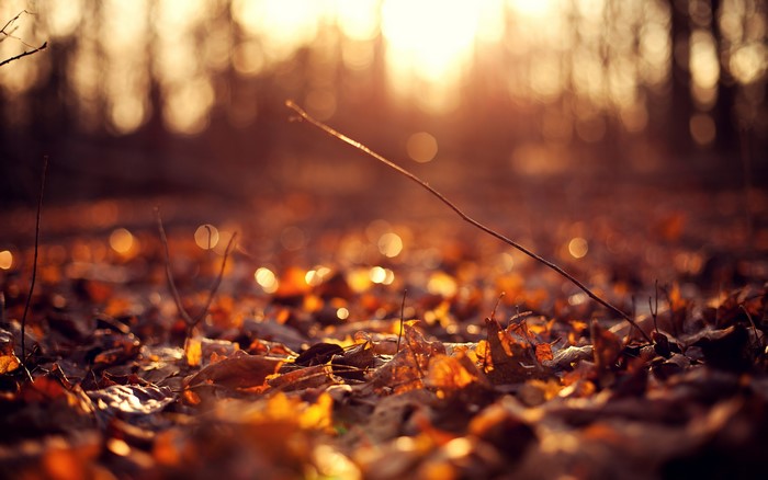Autumn Foliage Closeup with Sunlight