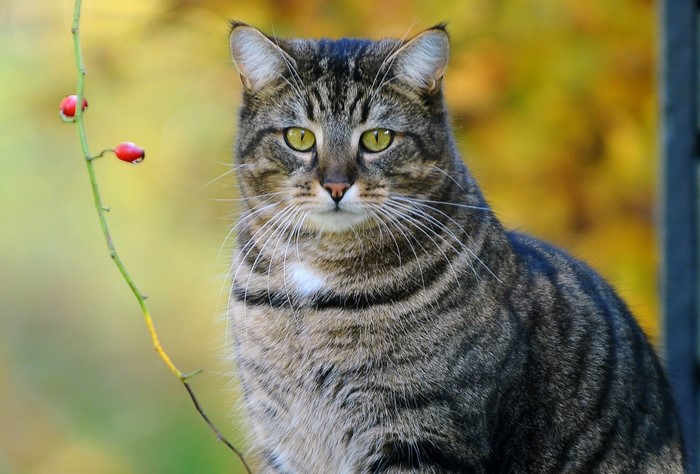 Tabby cat with yellow eyes and rosehip branch