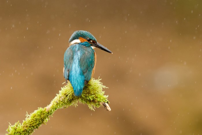 Common Kingfisher perched on a mossy branch in the rain