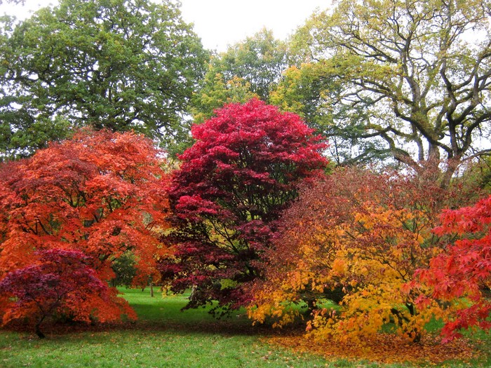 Japanese Maple trees in autumn colors