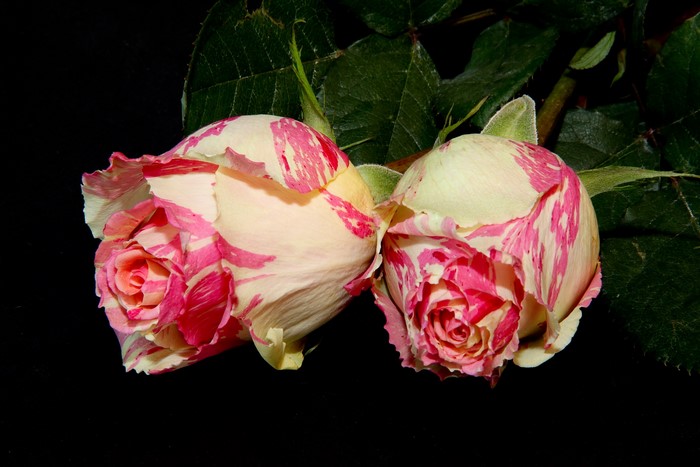 Two bicolor roses with pink and white petals