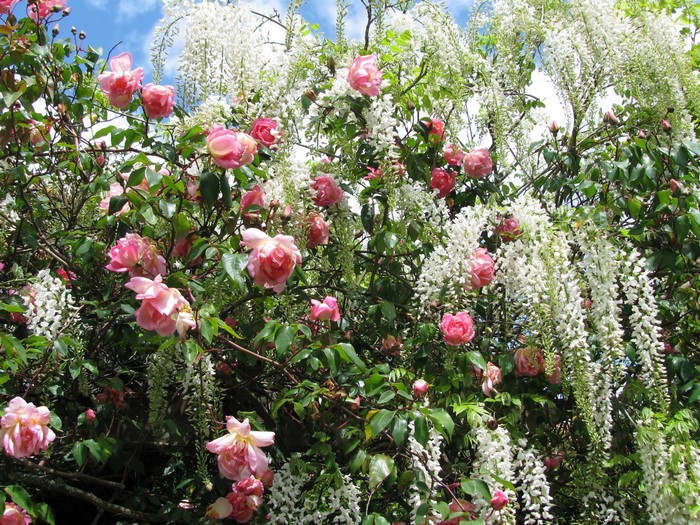 Pink Roses and White Wisteria in Bloom