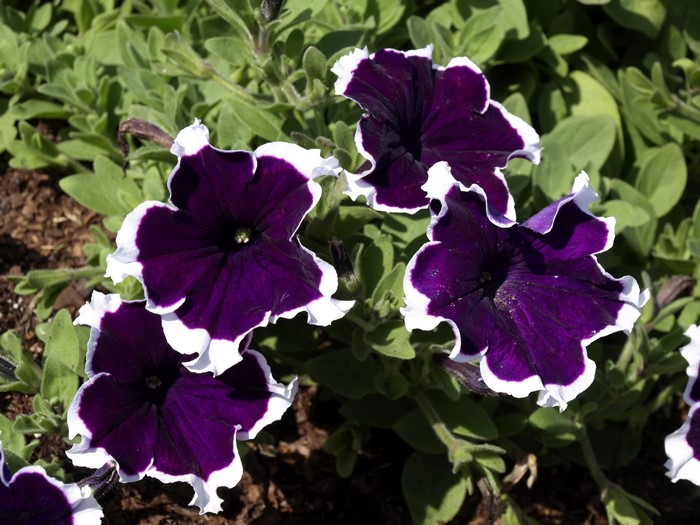 Purple Petunias with White Edges